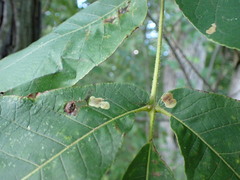 Cameraria caryaefoliella