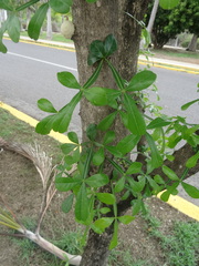 Crescentia alata