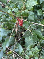 Ribes alpinum