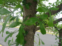 Crescentia alata