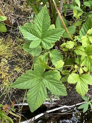 Rubus hispidus