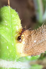 Myrmica