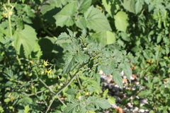 Solanum lycopersicum