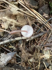 Mycena haematopus