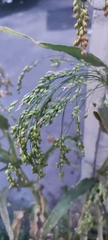 Panicum