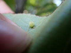 Caryomyia