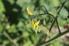 Solanum lycopersicum