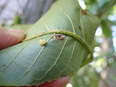 Caryomyia