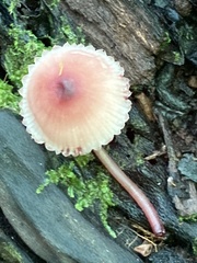 Mycena haematopus
