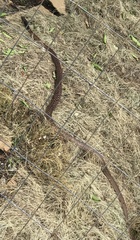 Masticophis flagellum