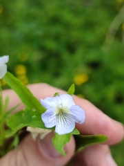 Viola stagnina
