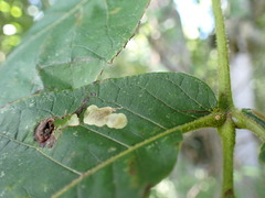 Cameraria caryaefoliella