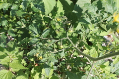 Solanum lycopersicum