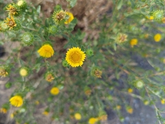 Grindelia squarrosa