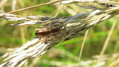 Pisaurina mira
