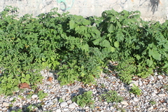 Solanum lycopersicum