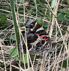 Vanessa virginiensis