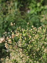 Erigeron canadensis