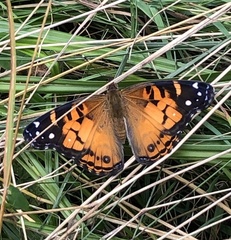 Vanessa virginiensis