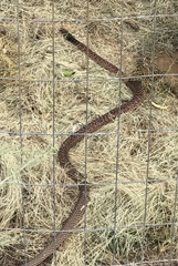 Masticophis flagellum