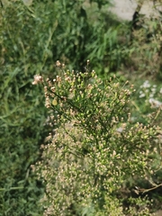 Erigeron canadensis