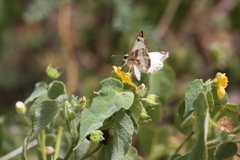 Heliopetes laviana