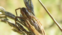 Pisaurina mira