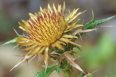 Carlina hispanica