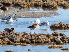 Limosa limosa