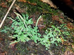Cladonia ochrochlora