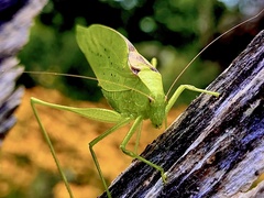Amblycorypha