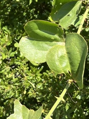 Smilax rotundifolia