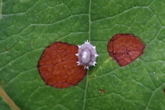 Ceroplastes