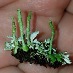 Cladonia ochrochlora