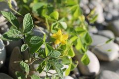 Oxalis stricta