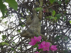 Iguana iguana