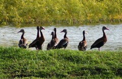 Dendrocygna autumnalis