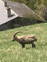 Capra ibex