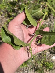 Smilax rotundifolia