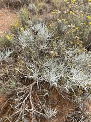 Senecio flaccidus
