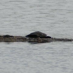 Apalone spinifera guadalupensis