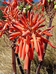 Aloe greatheadii davyana