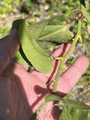 Smilax rotundifolia