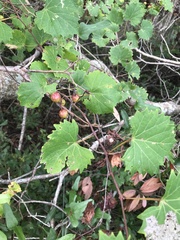 Vitis