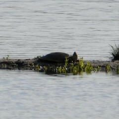 Apalone spinifera guadalupensis