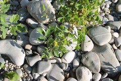 Oxalis stricta