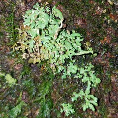 Cladonia ochrochlora