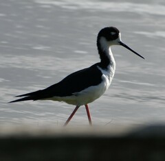 Himantopus mexicanus