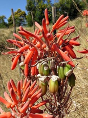 Aloe greatheadii davyana