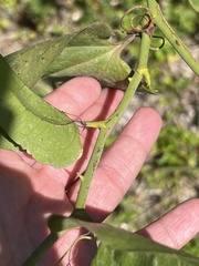 Smilax rotundifolia